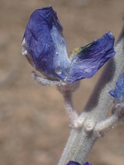 Lupinus magnificus magnificus