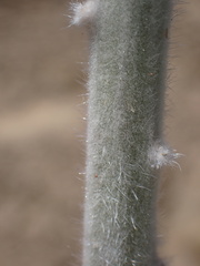 Lupinus magnificus magnificus