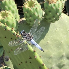 Libellula fulva