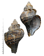 Neptunea cumingii
