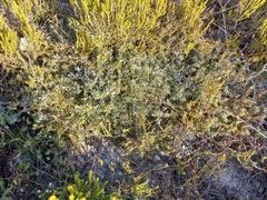 Indigofera praetermissa