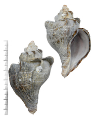 Neptunea cumingii