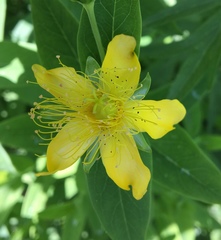 Hypericum ascyron