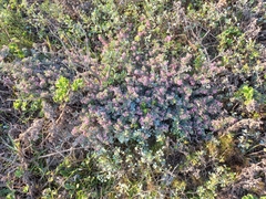 Indigofera praetermissa