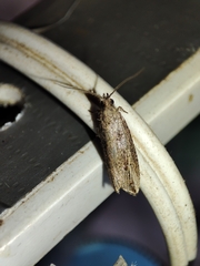 Bactra venosana