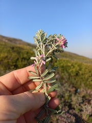 Indigofera praetermissa