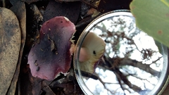 Russula purpureoflava