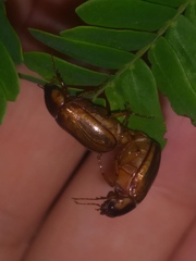 Phyllophaga bruneri