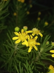 Euryops rehmannii