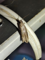 Bactra venosana