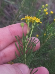 Euryops rehmannii