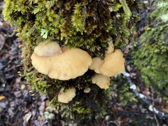 Crepidotus praecipuus