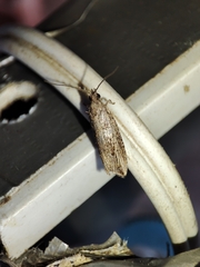 Bactra venosana