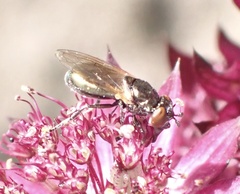 Lejogaster metallina