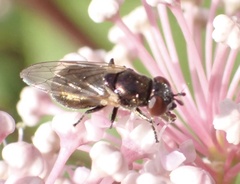 Lejogaster metallina