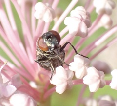 Lejogaster metallina