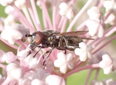 Lejogaster metallina