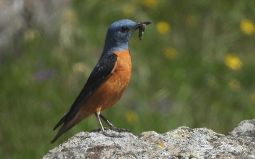 Rufous-tailed Rock-Thrush, Pian dell'Alpe - Torino - Italia, photo 6 of 10