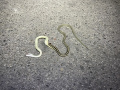 Thamnophis proximus proximus