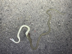 Thamnophis proximus proximus