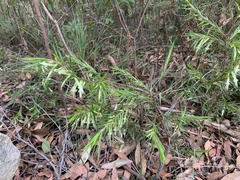 Styphelia longifolia