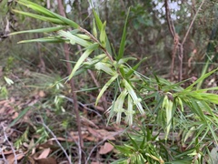 Styphelia longifolia