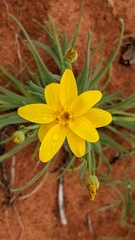 Senecio gregorii