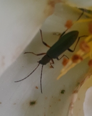 Chrysanthia geniculata