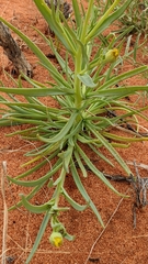 Senecio gregorii