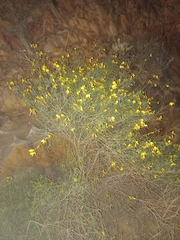 Crotalaria lebeckioides