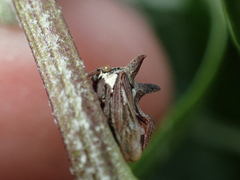 Acanthuchus trispinifer