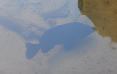 Hephaestus fuliginosus