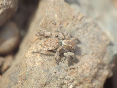 Stenaelurillus vyaghri