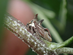 Acanthuchus trispinifer