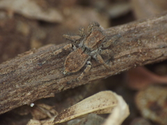 Stenaelurillus vyaghri