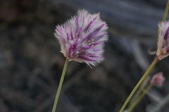 Ptilotus schwartzii