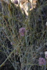 Ptilotus schwartzii