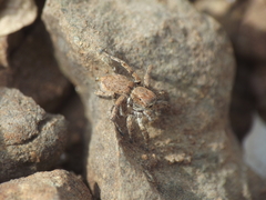 Stenaelurillus vyaghri