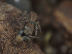 Stenaelurillus vyaghri