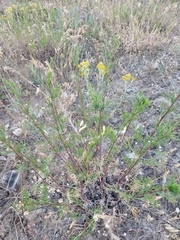 Artemisia arenaria