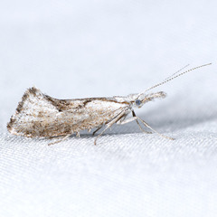 Euceratia securella