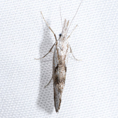 Euceratia securella