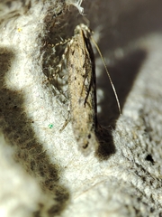 Phthorimaea operculella