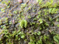 Lethocolea