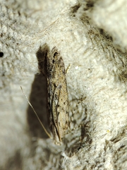 Phthorimaea operculella