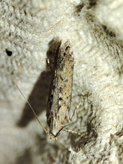 Phthorimaea operculella