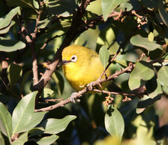 Zosterops senegalensis