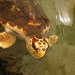 Loggerhead Sea Turtles - Photo (c) KWH703, some rights reserved (CC BY-NC-SA)
