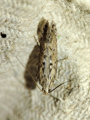 Phthorimaea operculella