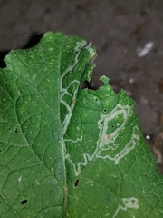 Phytomyza lappae